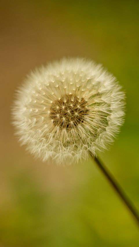 Download wallpaper 2160x3840 dandelion, fluff, blur, flower samsung galaxy s4, s5, note, sony xperia z, z1, z2, z3, htc one, lenovo vibe hd background