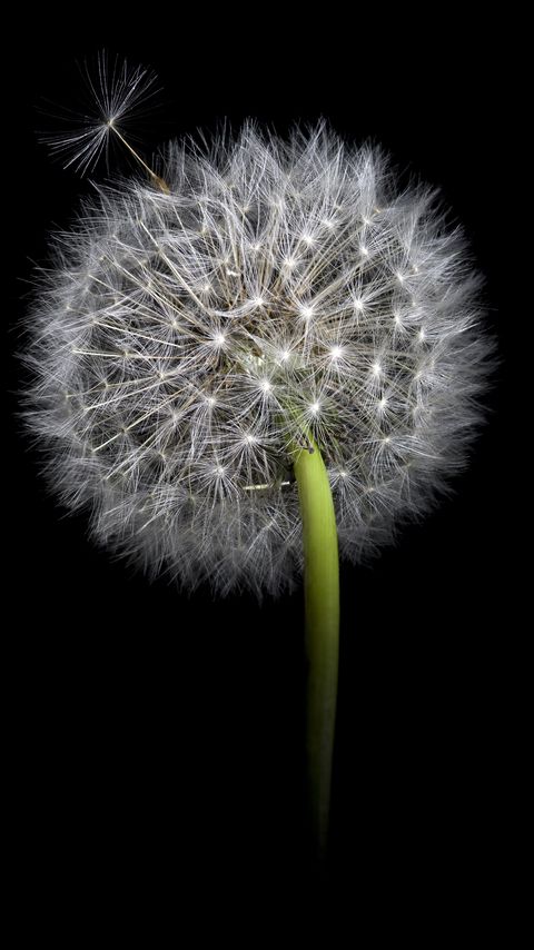 Download wallpaper 2160x3840 dandelion, fluff, darkness, macro samsung galaxy s4, s5, note, sony xperia z, z1, z2, z3, htc one, lenovo vibe hd background