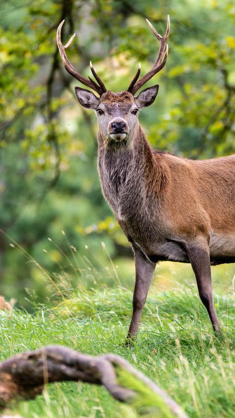 Download wallpaper 2160x3840 deer, animal, wildlife, grass samsung galaxy s4, s5, note, sony xperia z, z1, z2, z3, htc one, lenovo vibe hd background