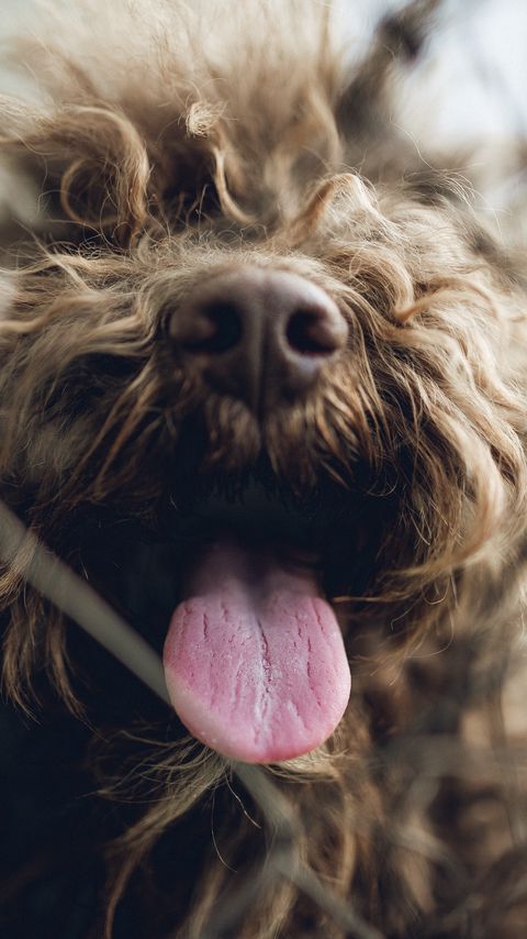 Download wallpaper 2160x3840 dog, protruding tongue, pet samsung galaxy s4, s5, note, sony xperia z, z1, z2, z3, htc one, lenovo vibe hd background