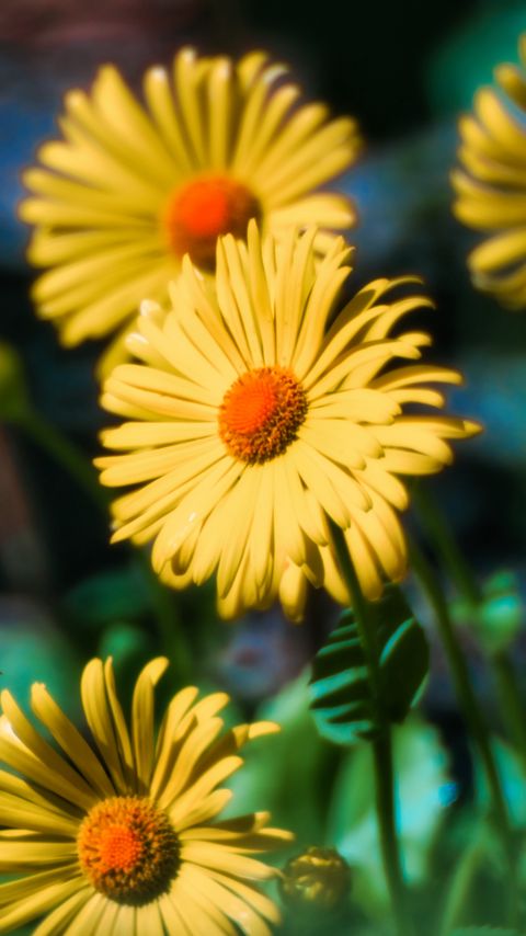 Download wallpaper 2160x3840 doronicum, flowers, petals, leaves samsung galaxy s4, s5, note, sony xperia z, z1, z2, z3, htc one, lenovo vibe hd background