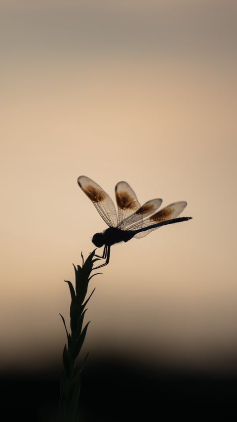 Download wallpaper 2160x3840 dragonfly, plant, insect, macro samsung galaxy s4, s5, note, sony xperia z, z1, z2, z3, htc one, lenovo vibe hd background