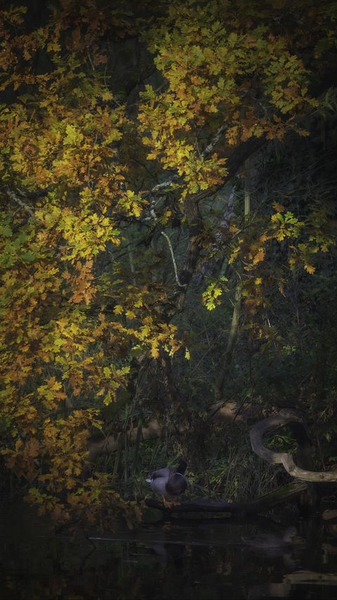 Download wallpaper 2160x3840 duck, oak, tree, branch, leaves, autumn, nature samsung galaxy s4, s5, note, sony xperia z, z1, z2, z3, htc one, lenovo vibe hd background