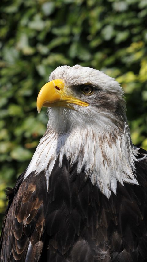 Download wallpaper 2160x3840 eagle, beak, bird, predator, blur samsung galaxy s4, s5, note, sony xperia z, z1, z2, z3, htc one, lenovo vibe hd background