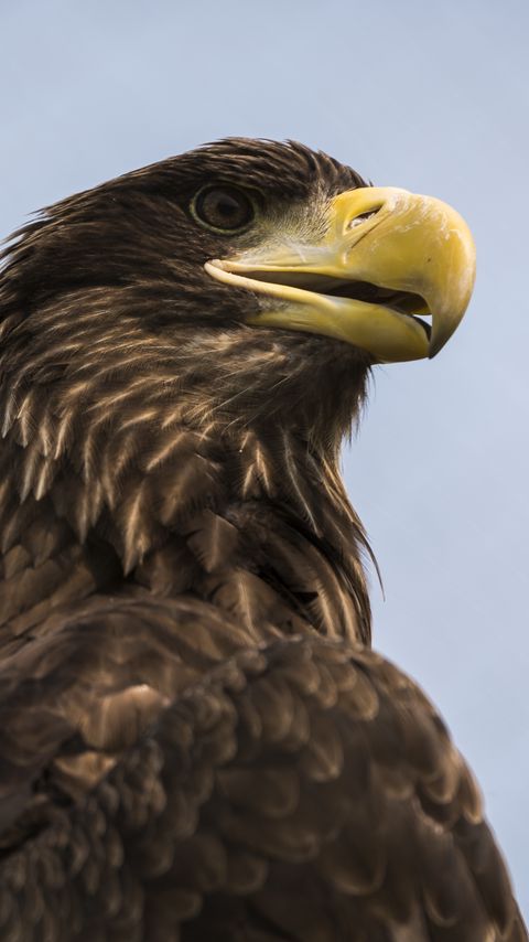 Download wallpaper 2160x3840 eagle, bird, beak, brown samsung galaxy s4, s5, note, sony xperia z, z1, z2, z3, htc one, lenovo vibe hd background