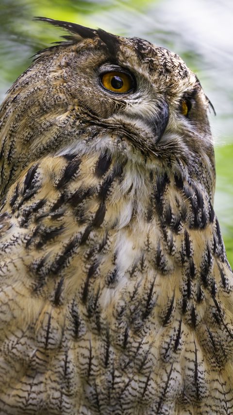 Download wallpaper 2160x3840 eagle-owl, bird, wildlife samsung galaxy s4, s5, note, sony xperia z, z1, z2, z3, htc one, lenovo vibe hd background