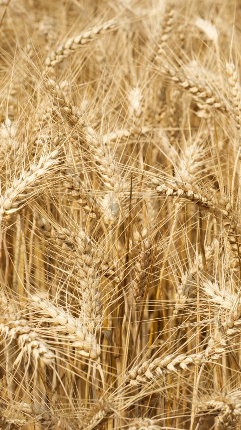 Download wallpaper 2160x3840 ears, field, wheat, nature samsung galaxy s4, s5, note, sony xperia z, z1, z2, z3, htc one, lenovo vibe hd background
