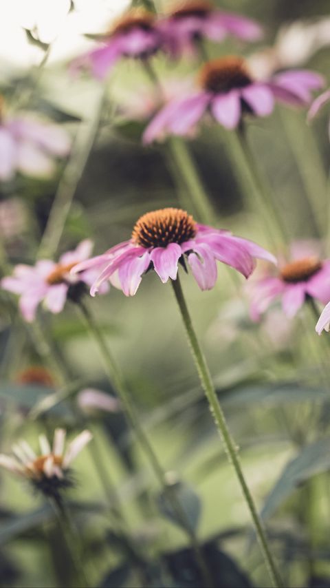 Download wallpaper 2160x3840 echinacea, flower, petals, pink samsung galaxy s4, s5, note, sony xperia z, z1, z2, z3, htc one, lenovo vibe hd background