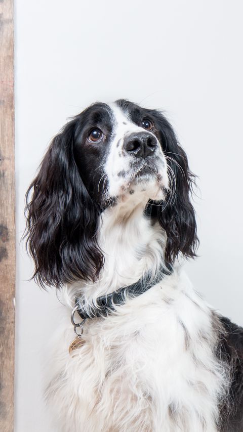 Download wallpaper 2160x3840 english springer spaniel, dog, animal, pet samsung galaxy s4, s5, note, sony xperia z, z1, z2, z3, htc one, lenovo vibe hd background