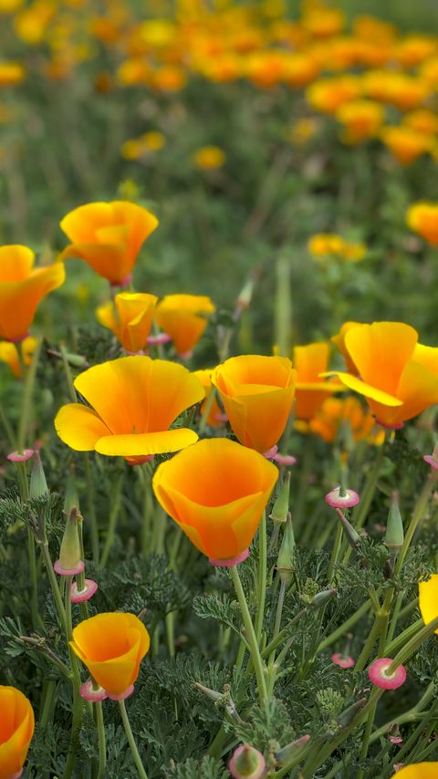 Download wallpaper 2160x3840 eschscholzia, petals, buds, leaves, flowers, orange samsung galaxy s4, s5, note, sony xperia z, z1, z2, z3, htc one, lenovo vibe hd background