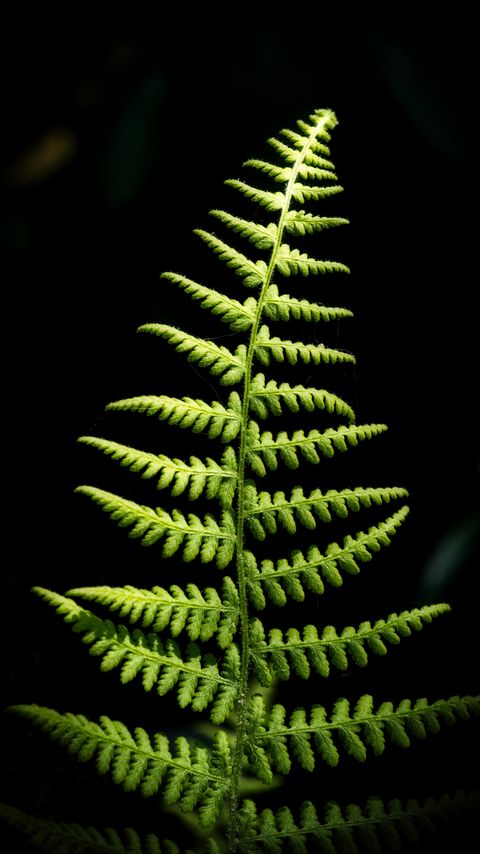 Download wallpaper 2160x3840 fern, branch, leaves, macro samsung galaxy s4, s5, note, sony xperia z, z1, z2, z3, htc one, lenovo vibe hd background