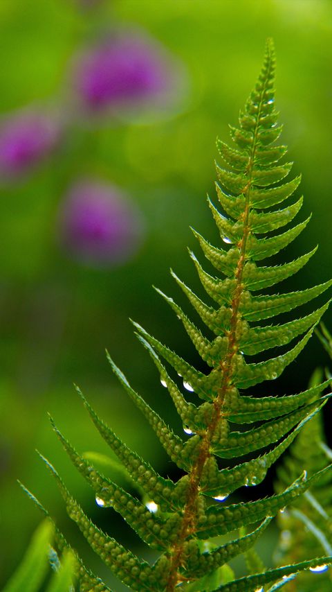 Download wallpaper 2160x3840 fern, drops, rain, blur, macro samsung galaxy s4, s5, note, sony xperia z, z1, z2, z3, htc one, lenovo vibe hd background