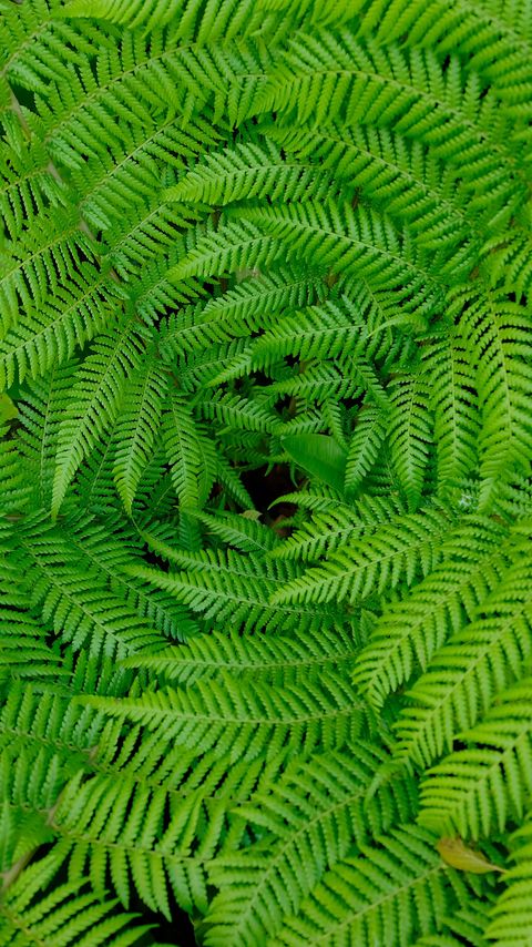 Download wallpaper 2160x3840 fern, leaves, branches, plants, green samsung galaxy s4, s5, note, sony xperia z, z1, z2, z3, htc one, lenovo vibe hd background