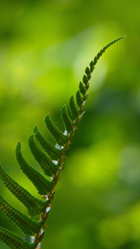 Download wallpaper 2160x3840 fern, macro, leaf, green samsung galaxy s4, s5, note, sony xperia z, z1, z2, z3, htc one, lenovo vibe hd background