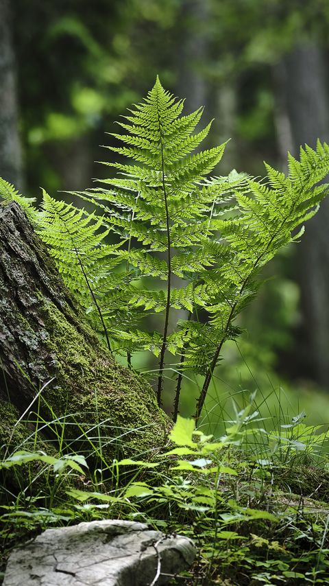 Download wallpaper 2160x3840 fern, moss, grass, forest samsung galaxy s4, s5, note, sony xperia z, z1, z2, z3, htc one, lenovo vibe hd background