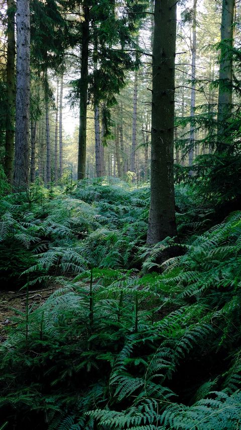 Download wallpaper 2160x3840 fern, trees, forest samsung galaxy s4, s5, note, sony xperia z, z1, z2, z3, htc one, lenovo vibe hd background