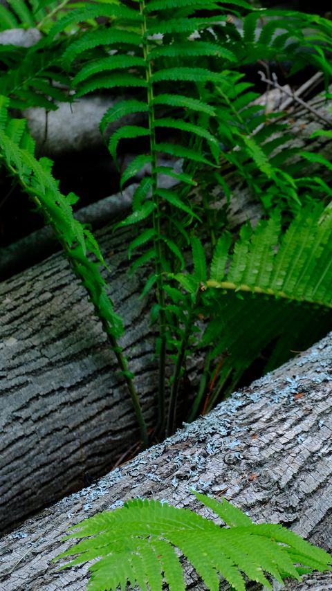 Download wallpaper 2160x3840 fern, wood, plant samsung galaxy s4, s5, note, sony xperia z, z1, z2, z3, htc one, lenovo vibe hd background