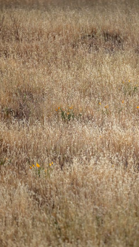 Download wallpaper 2160x3840 field, flowers, plants, grass, dry, nature samsung galaxy s4, s5, note, sony xperia z, z1, z2, z3, htc one, lenovo vibe hd background