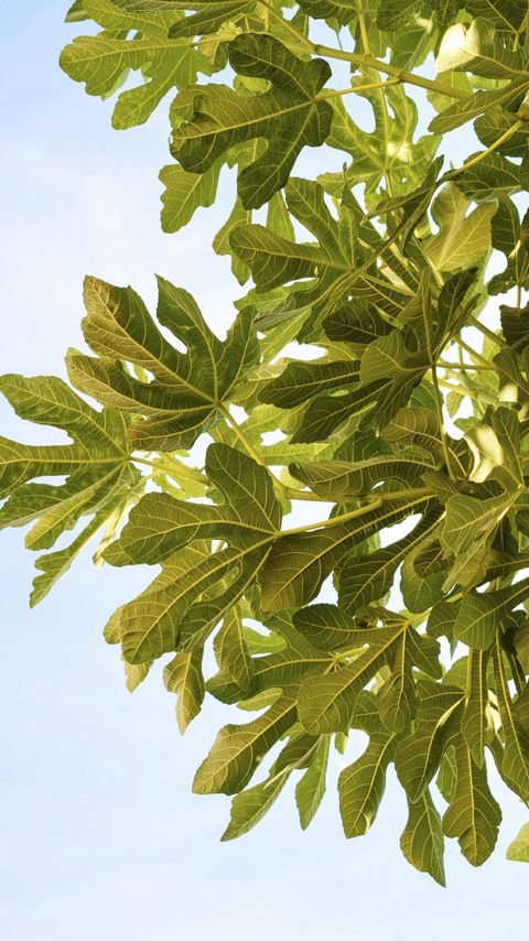 Download wallpaper 2160x3840 figs, leaves, branches, tree samsung galaxy s4, s5, note, sony xperia z, z1, z2, z3, htc one, lenovo vibe hd background