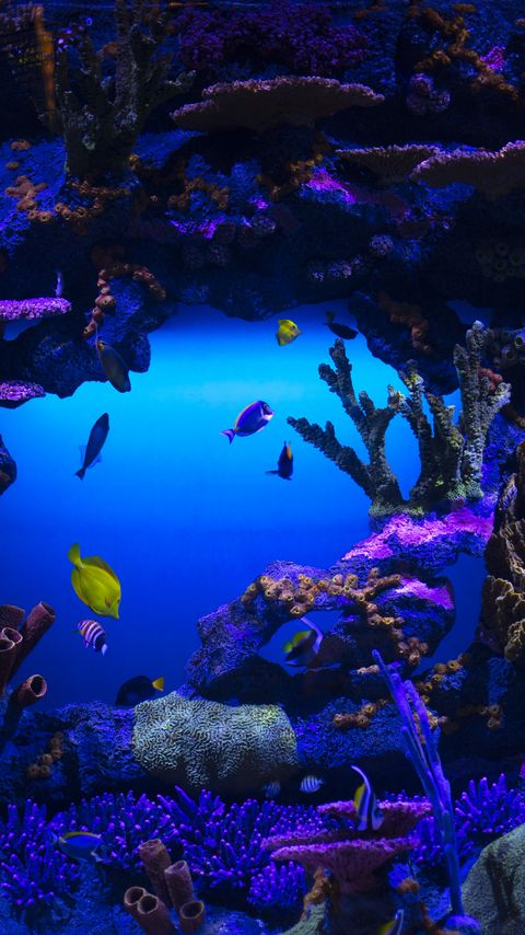 Download wallpaper 2160x3840 fish, plants, underwater, nature, blue samsung galaxy s4, s5, note, sony xperia z, z1, z2, z3, htc one, lenovo vibe hd background