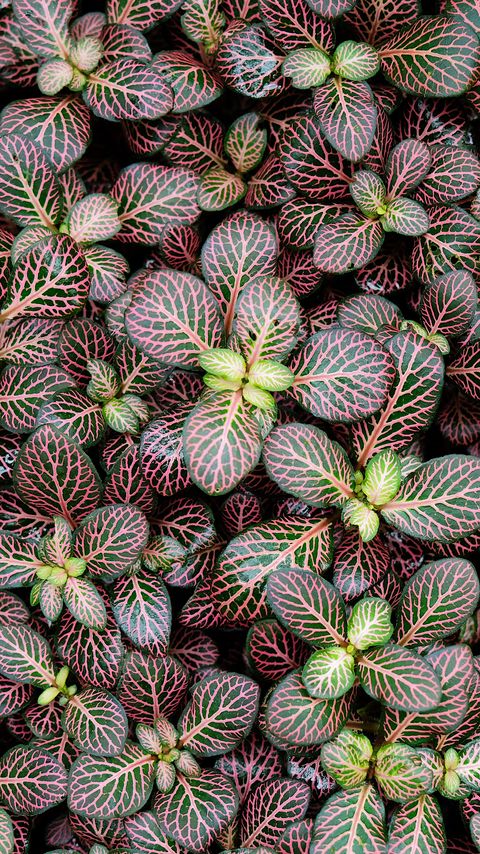 Download wallpaper 2160x3840 fittonia, plants, leaves, macro samsung galaxy s4, s5, note, sony xperia z, z1, z2, z3, htc one, lenovo vibe hd background