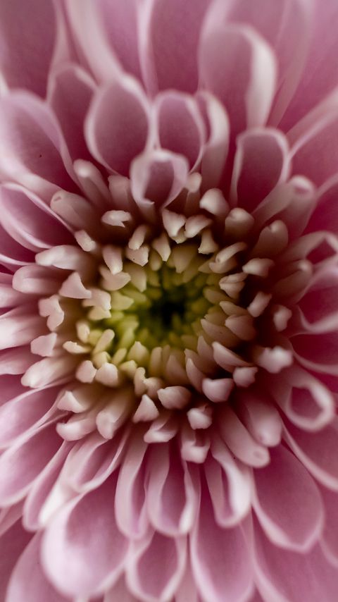 Download wallpaper 2160x3840 flower, chrysanthemum, petals, pink, macro samsung galaxy s4, s5, note, sony xperia z, z1, z2, z3, htc one, lenovo vibe hd background