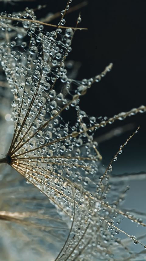 Download wallpaper 2160x3840 flower, fluff, drops, macro samsung galaxy s4, s5, note, sony xperia z, z1, z2, z3, htc one, lenovo vibe hd background