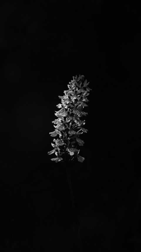 Download wallpaper 2160x3840 flower, inflorescence, darkness, black and white samsung galaxy s4, s5, note, sony xperia z, z1, z2, z3, htc one, lenovo vibe hd background