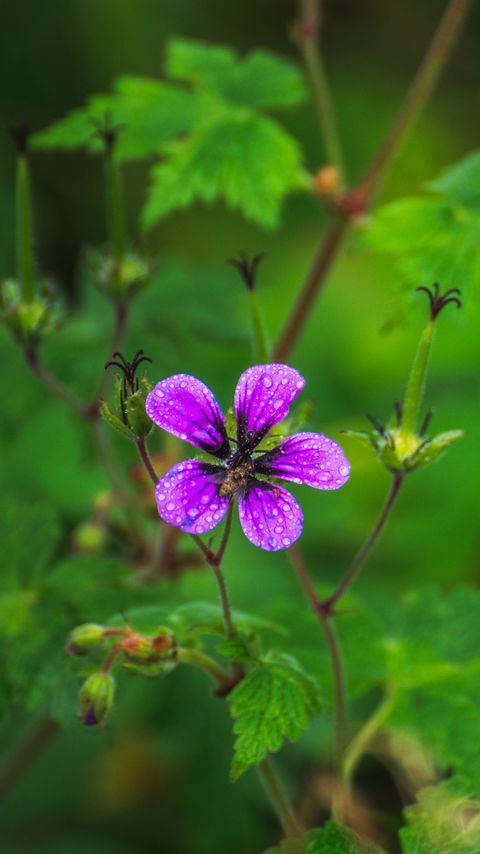 Download wallpaper 2160x3840 flower, petals, bee, drops, rain, macro samsung galaxy s4, s5, note, sony xperia z, z1, z2, z3, htc one, lenovo vibe hd background