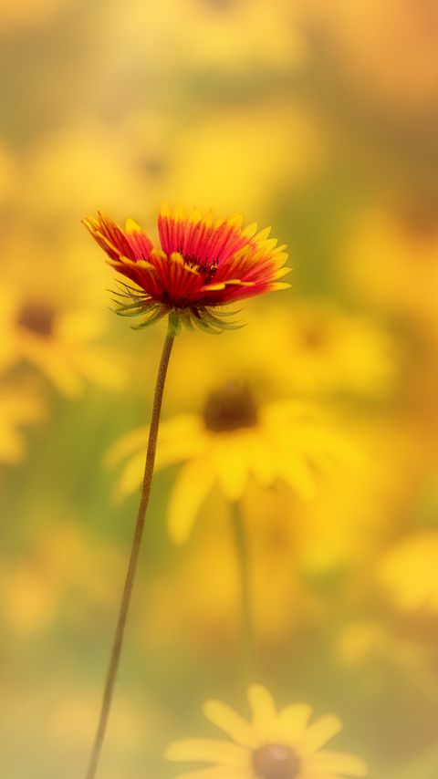 Download wallpaper 2160x3840 flower, petals, blur, yellow samsung galaxy s4, s5, note, sony xperia z, z1, z2, z3, htc one, lenovo vibe hd background
