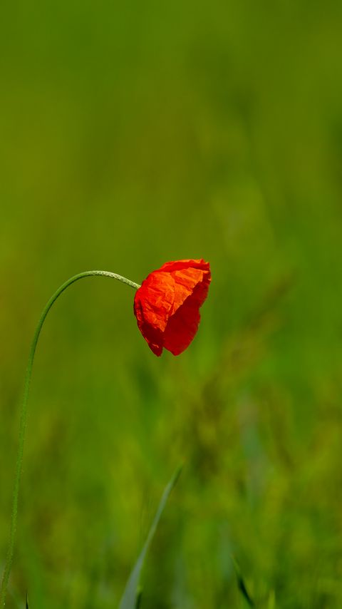 Download wallpaper 2160x3840 flower, petals, blur, red, green samsung galaxy s4, s5, note, sony xperia z, z1, z2, z3, htc one, lenovo vibe hd background