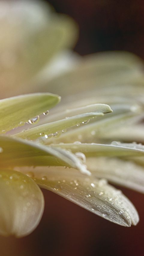 Download wallpaper 2160x3840 flower, petals, drops, water, macro, blur samsung galaxy s4, s5, note, sony xperia z, z1, z2, z3, htc one, lenovo vibe hd background