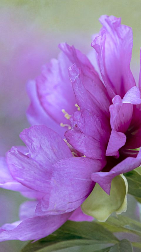 Download wallpaper 2160x3840 flower, petals, leaves, macro, pink samsung galaxy s4, s5, note, sony xperia z, z1, z2, z3, htc one, lenovo vibe hd background