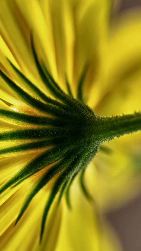 Download wallpaper 2160x3840 flower, petals, macro, yellow, green samsung galaxy s4, s5, note, sony xperia z, z1, z2, z3, htc one, lenovo vibe hd background
