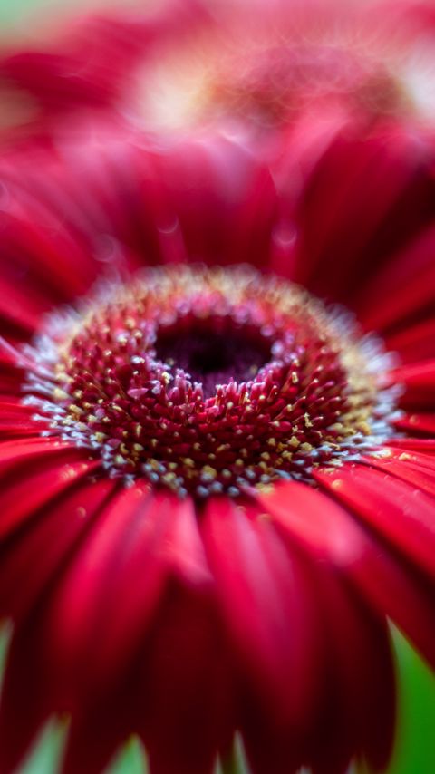 Download wallpaper 2160x3840 flower, petals, macro, blur, red samsung galaxy s4, s5, note, sony xperia z, z1, z2, z3, htc one, lenovo vibe hd background