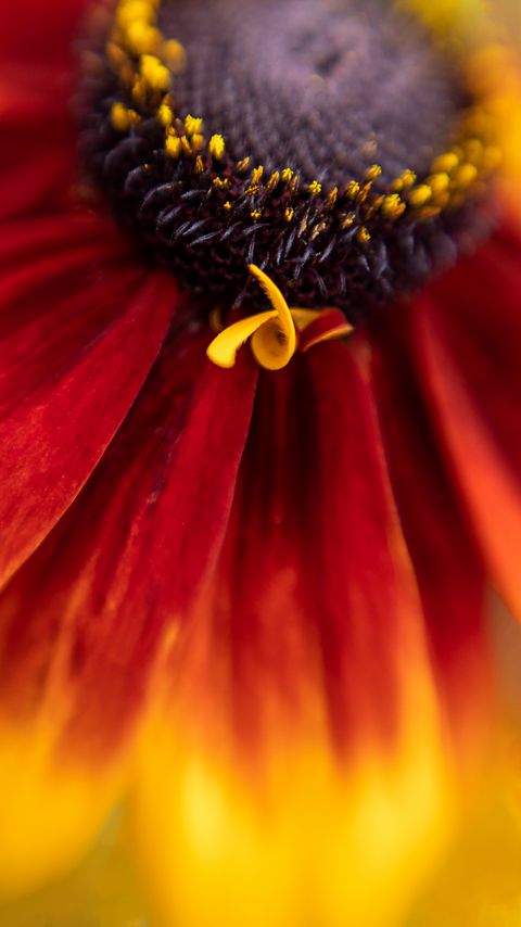 Download wallpaper 2160x3840 flower, petals, plant, stamens, macro samsung galaxy s4, s5, note, sony xperia z, z1, z2, z3, htc one, lenovo vibe hd background