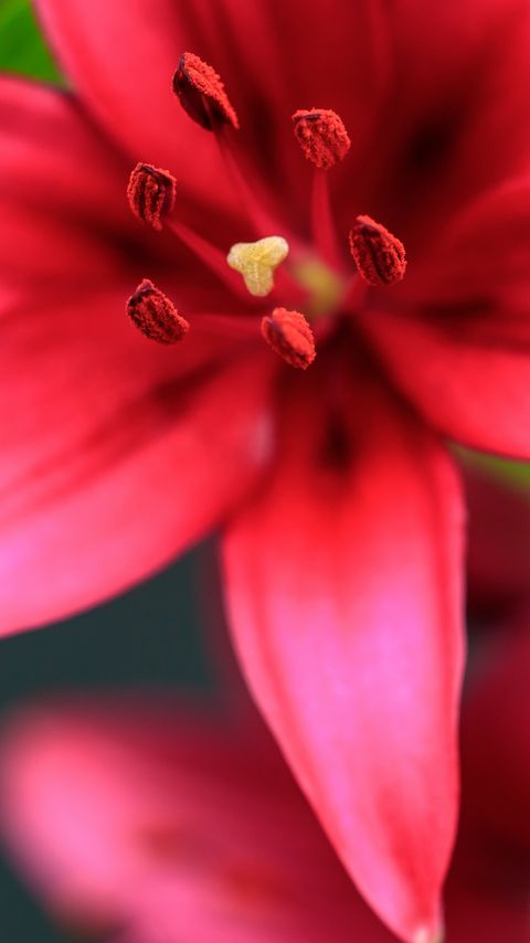 Download wallpaper 2160x3840 flower, petals, pollen, macro, red samsung galaxy s4, s5, note, sony xperia z, z1, z2, z3, htc one, lenovo vibe hd background