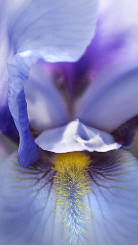 Download wallpaper 2160x3840 flower, petals, texture, macro samsung galaxy s4, s5, note, sony xperia z, z1, z2, z3, htc one, lenovo vibe hd background