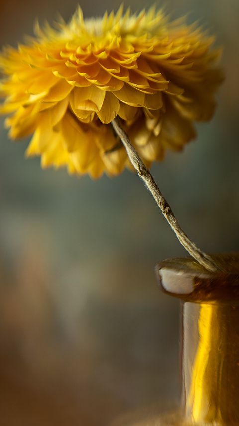 Download wallpaper 2160x3840 flower, vase, aesthetics, yellow samsung galaxy s4, s5, note, sony xperia z, z1, z2, z3, htc one, lenovo vibe hd background