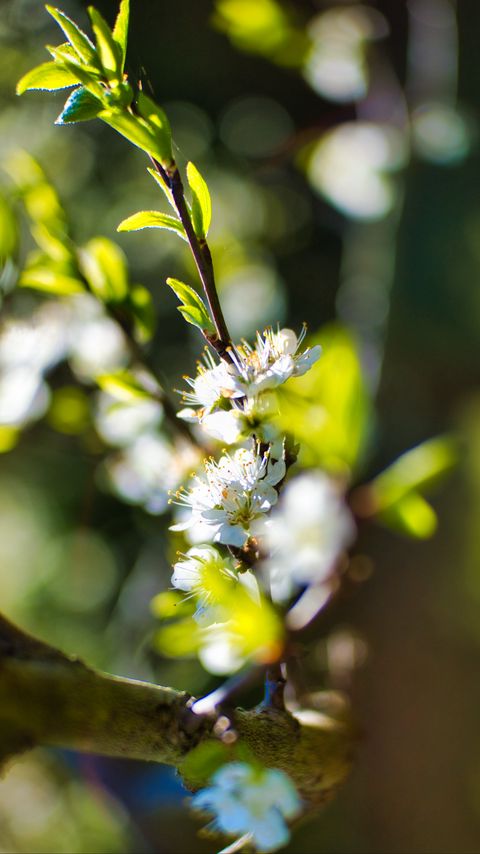 Download wallpaper 2160x3840 flowers, branch, blur, spring samsung galaxy s4, s5, note, sony xperia z, z1, z2, z3, htc one, lenovo vibe hd background
