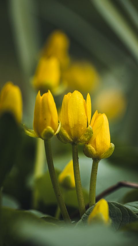 Download wallpaper 2160x3840 flowers, buds, blur, yellow samsung galaxy s4, s5, note, sony xperia z, z1, z2, z3, htc one, lenovo vibe hd background