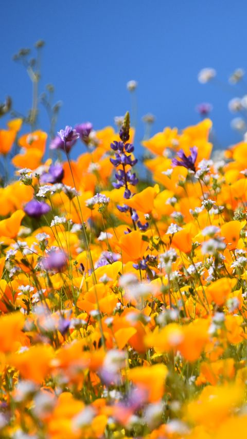 Download wallpaper 2160x3840 flowers, field, blur, yellow samsung galaxy s4, s5, note, sony xperia z, z1, z2, z3, htc one, lenovo vibe hd background