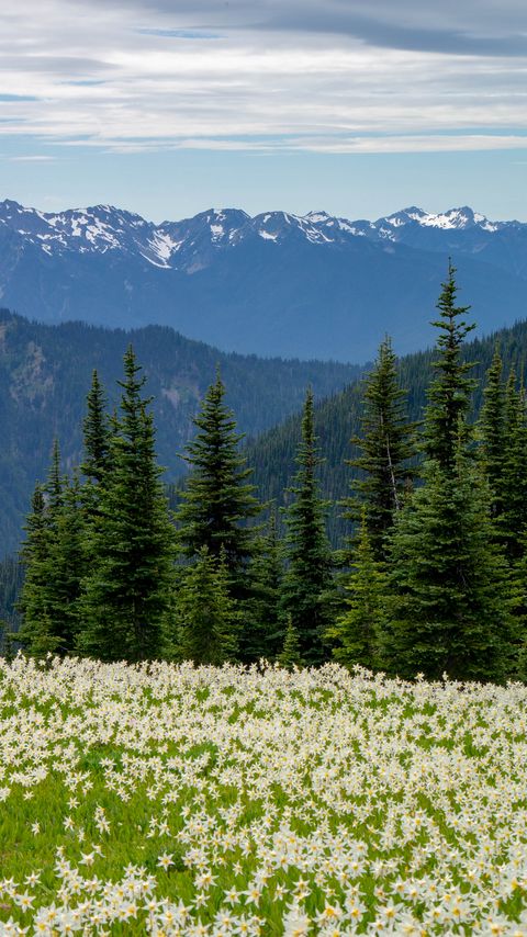 Download wallpaper 2160x3840 flowers, field, forest, mountains samsung galaxy s4, s5, note, sony xperia z, z1, z2, z3, htc one, lenovo vibe hd background