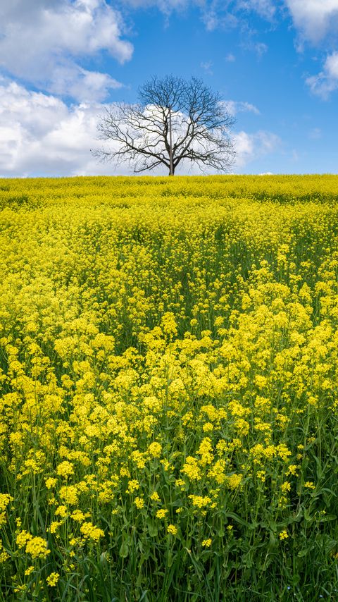 Download wallpaper 2160x3840 flowers, field, tree, branches, nature samsung galaxy s4, s5, note, sony xperia z, z1, z2, z3, htc one, lenovo vibe hd background