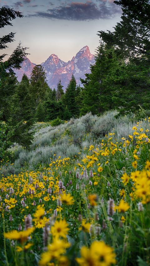 Download wallpaper 2160x3840 flowers, field, trees, mountains samsung galaxy s4, s5, note, sony xperia z, z1, z2, z3, htc one, lenovo vibe hd background