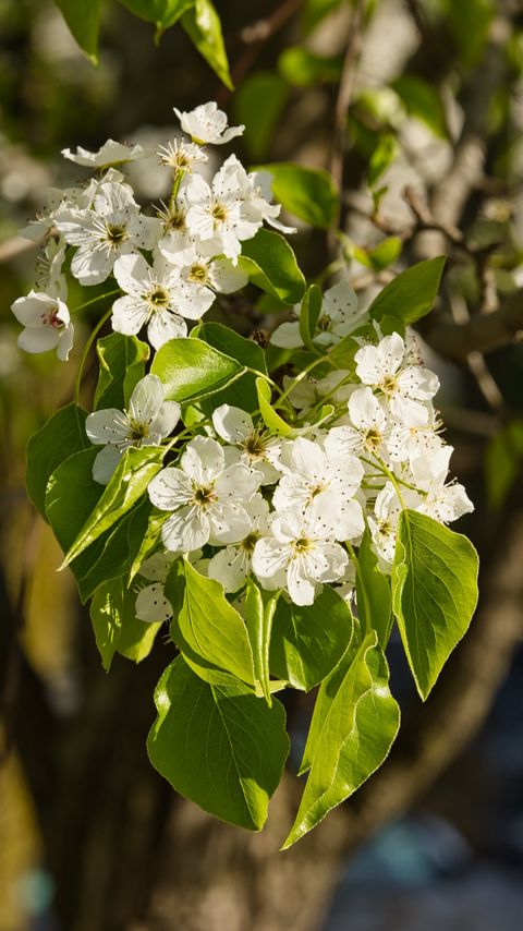 Download wallpaper 2160x3840 flowers, leaves, branch, flowering, white samsung galaxy s4, s5, note, sony xperia z, z1, z2, z3, htc one, lenovo vibe hd background