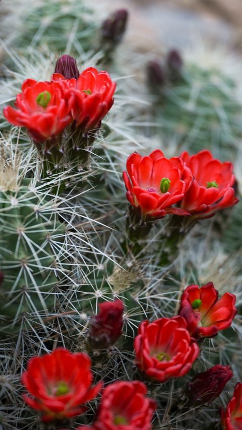 Download wallpaper 2160x3840 flowers, needles, cactus, macro samsung galaxy s4, s5, note, sony xperia z, z1, z2, z3, htc one, lenovo vibe hd background