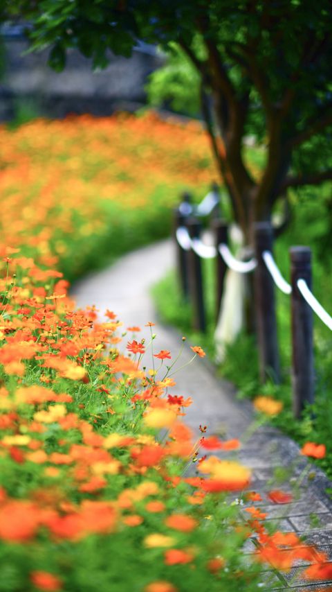 Download wallpaper 2160x3840 flowers, petals, blur, orange samsung galaxy s4, s5, note, sony xperia z, z1, z2, z3, htc one, lenovo vibe hd background