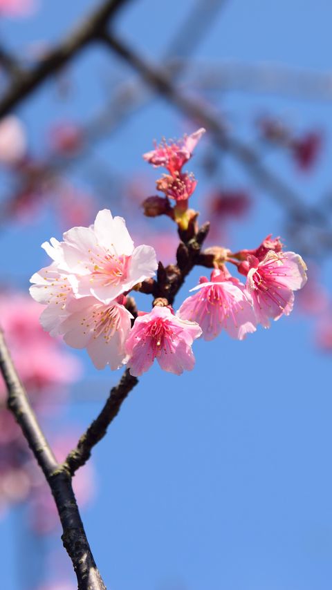 Download wallpaper 2160x3840 flowers, petals, branch, cherry, macro samsung galaxy s4, s5, note, sony xperia z, z1, z2, z3, htc one, lenovo vibe hd background