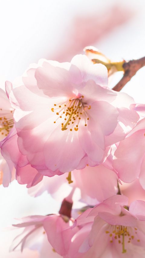 Download wallpaper 2160x3840 flowers, petals, branches, stamens, spring, pink samsung galaxy s4, s5, note, sony xperia z, z1, z2, z3, htc one, lenovo vibe hd background
